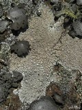Diploschistes scruposus image