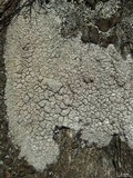 Diploschistes scruposus image
