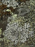 Hypotrachyna rockii image