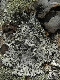 Hypotrachyna rockii image