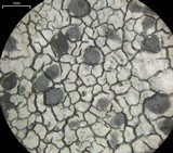 Lecanora oreinoides image