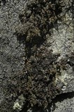 Melanelia culbersonii image