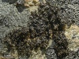 Melanelia culbersonii image