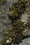 Melanelia culbersonii image