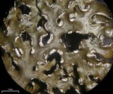 Melanelia culbersonii image