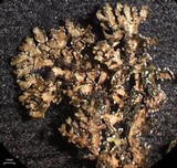 Melanelia culbersonii image