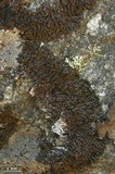 Melanelia disjuncta image