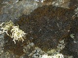 Melanelia disjuncta image