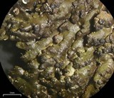 Melanelia disjuncta image