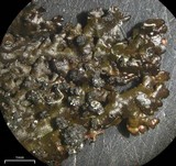 Melanelia disjuncta image