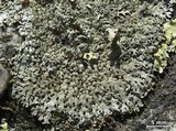 Myelochroa obsessa image