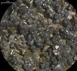 Melanelia disjuncta image