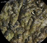 Melanelia disjuncta image