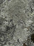 Myelochroa obsessa image