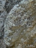 Myelochroa obsessa image