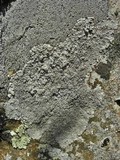 Ochrolechia yasudae image