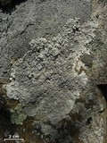 Ochrolechia yasudae image