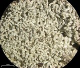 Ochrolechia yasudae image