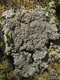 Pannaria conoplea image