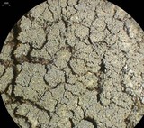 Pannaria conoplea image