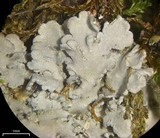 Pannaria conoplea image
