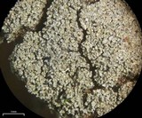 Pannaria conoplea image