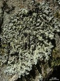 Parmelinopsis horrescens image