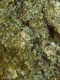 Phaeophyscia adiastola image