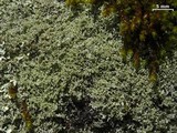 Physcia millegrana image
