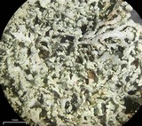 Physcia millegrana image