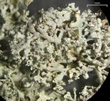 Physcia millegrana image