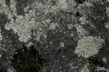 Physcia subtilis image