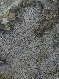 Rhizocarpon grande image