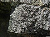 Rhizocarpon grande image