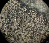 Rhizocarpon grande image