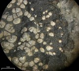 Rhizocarpon grande image