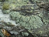 Rhizoplaca subdiscrepans image