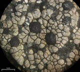 Rhizocarpon grande image