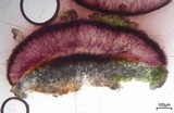 Tephromela atra var. atra image