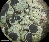Tephromela atra var. atra image