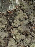 Trapeliopsis granulosa image