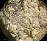 Trapeliopsis granulosa image
