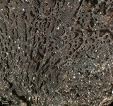 Umbilicaria muehlenbergii image