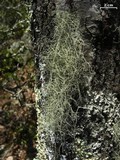 Usnea subscabrosa image