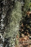 Usnea subscabrosa image