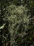 Usnea ceratina image