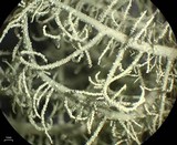 Usnea ceratina image