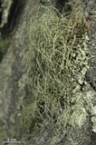Usnea halei image