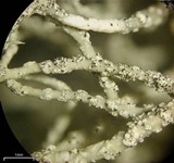 Usnea halei image