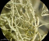 Usnea halei image